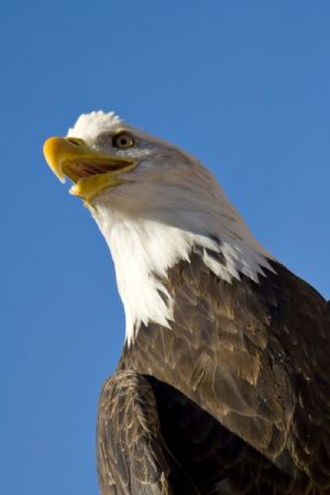 /_uploaded_files/bald_eagle_0015_l.jpg