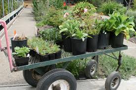 /_uploaded_files/plant-sale.jpg