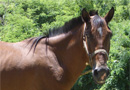 Bear Mountain Riding Stables & Dude Ranch
