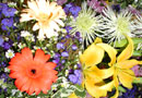 Lollipops and Roses Floral Shop
